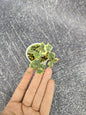 Hoya Curtisii Albo