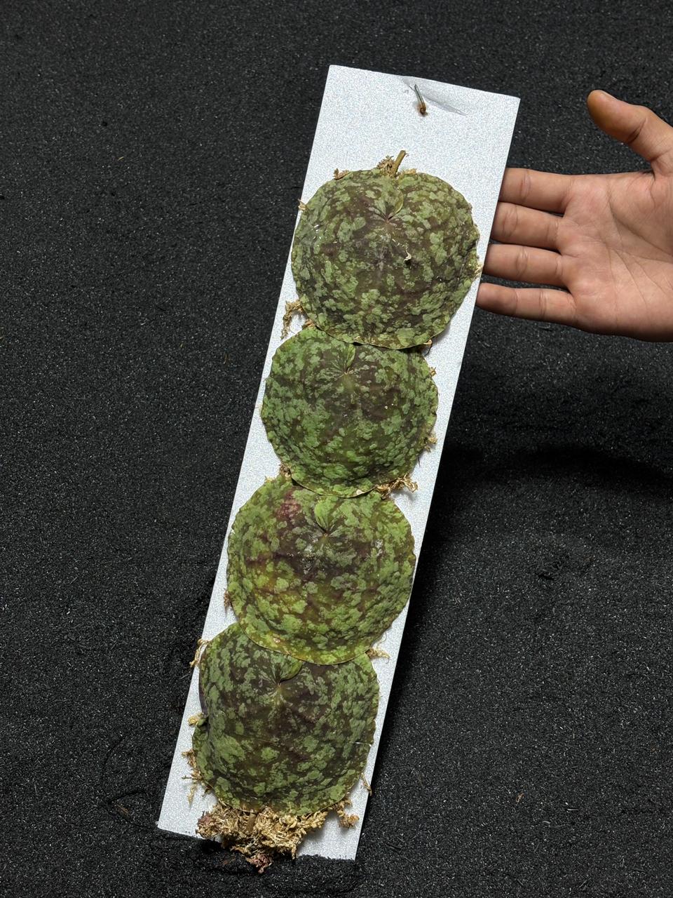 Hoya Imbricata Splash