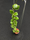 Hoya Incurvulla Palta