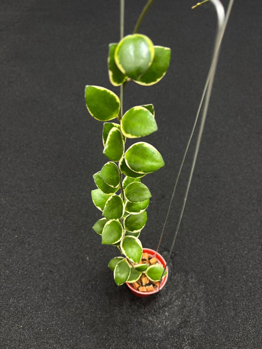 Hoya Incurvulla Palta