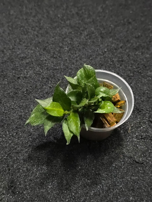 Hoya Laucunosa Curly