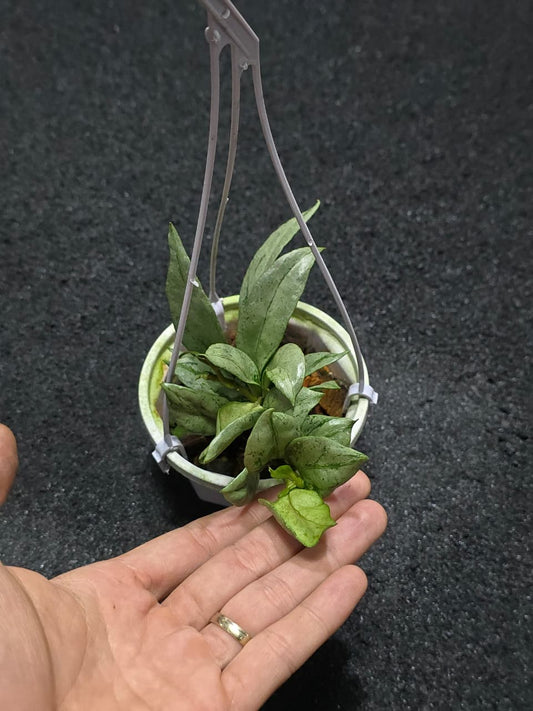 Hoya Lacunosa Curly Silver