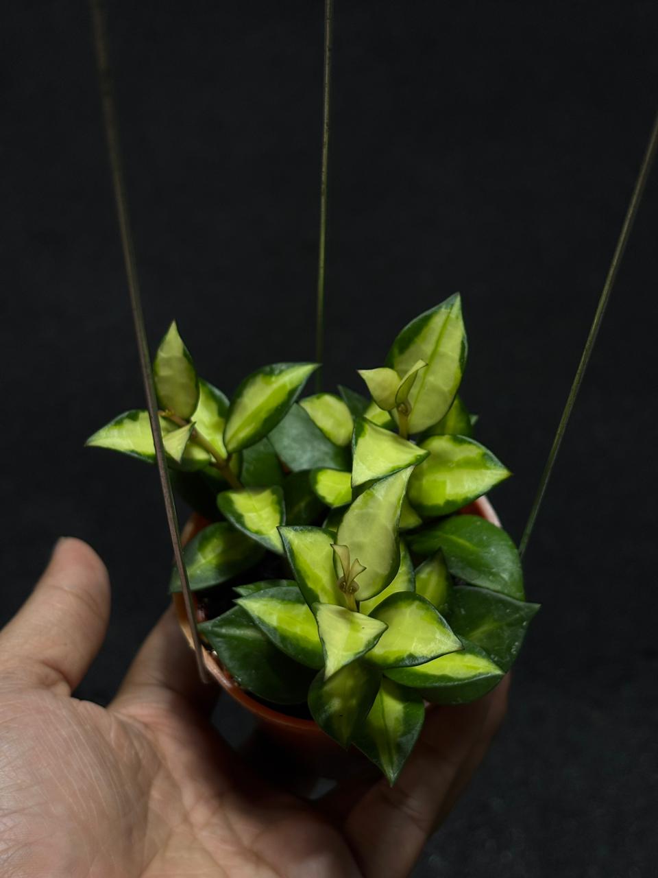 Hoya Lacunosa Green Midori