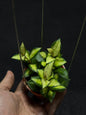 Hoya Lacunosa Green Midori