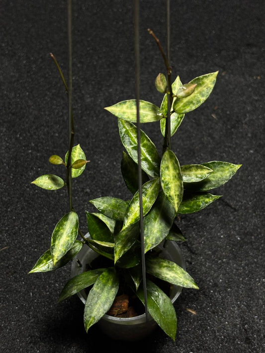 Hoya Lacunosa Peridot