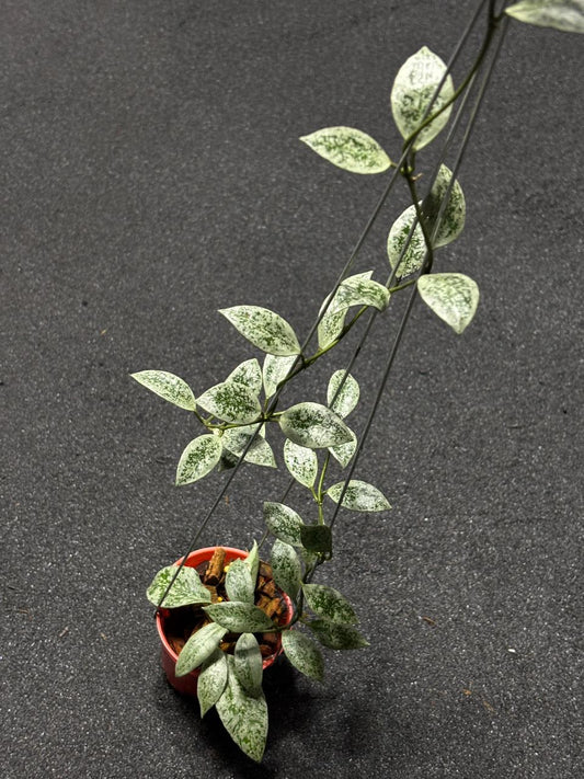 Hoya Lacunosa Silver Leopard Skin