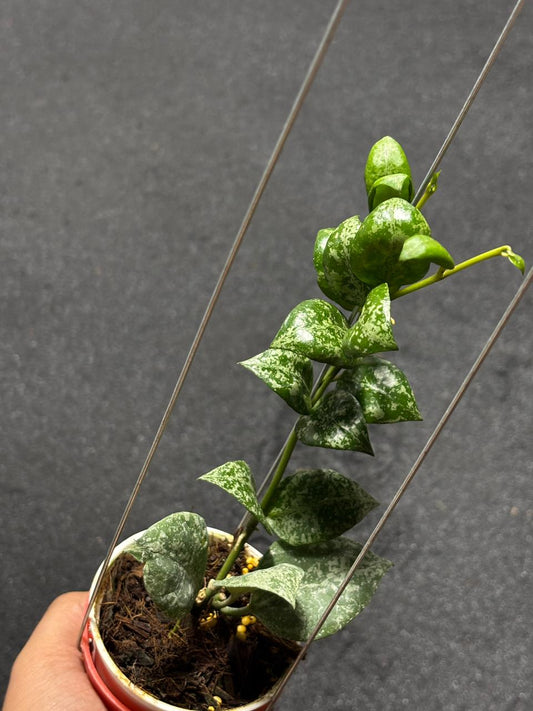 Hoya Lacunosa Sweet Love