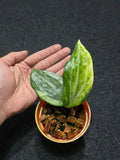 Hoya Latifolia Peridot