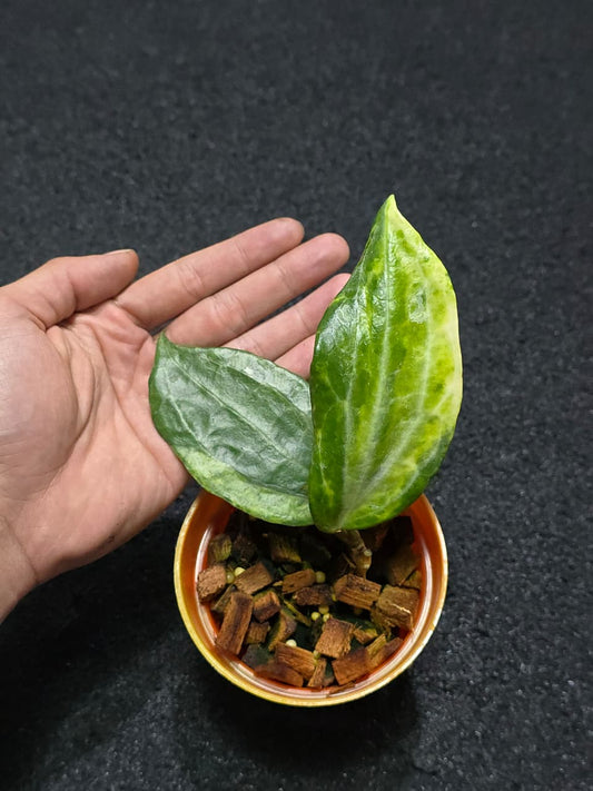 Hoya Latifolia Peridot