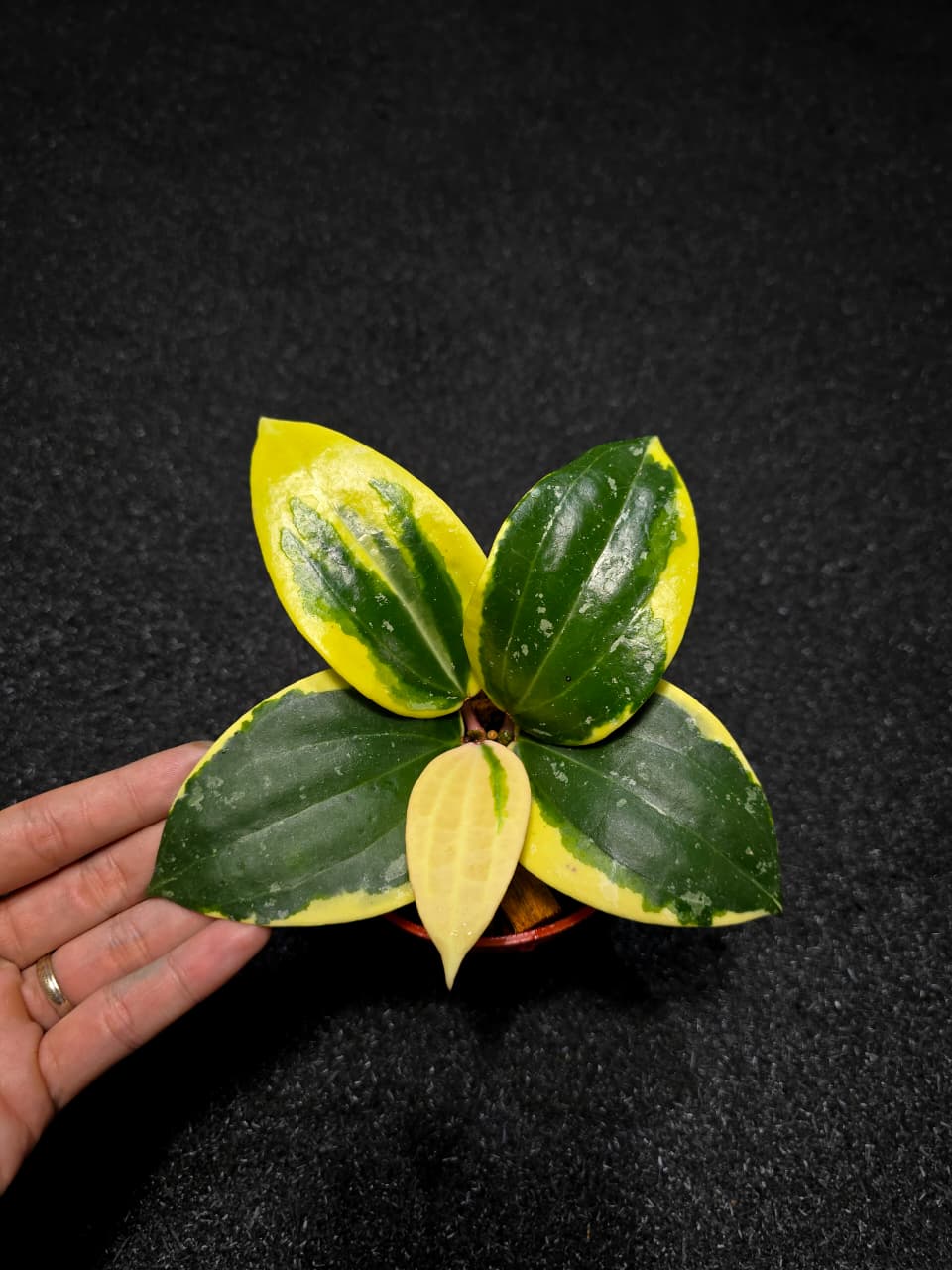 Hoya Latifolia Sp Albo Round Leaf