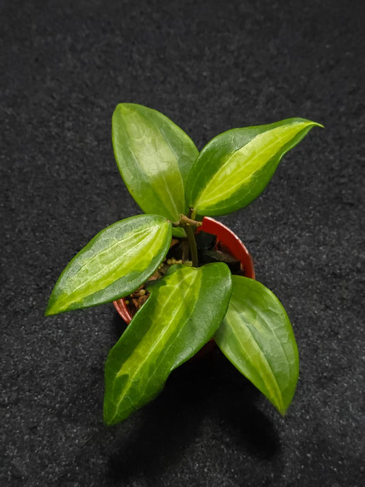 Hoya Macrophylla Wasabi