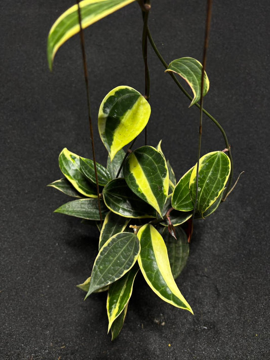 Hoya Macrophylla Albo