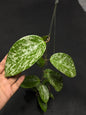 Hoya Macrophylla High Splash (XL)