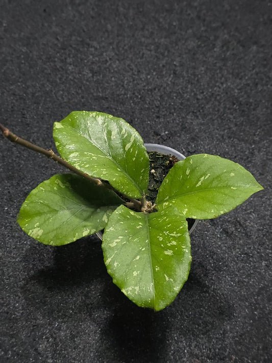 Hoya Sp Aceh Manohara Splash