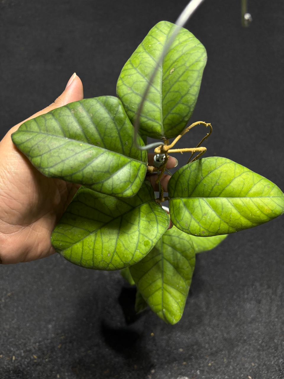Hoya Meredithii Sp Aceh Round Leaf
