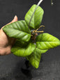 Hoya Meredithii Sp Aceh Round Leaf