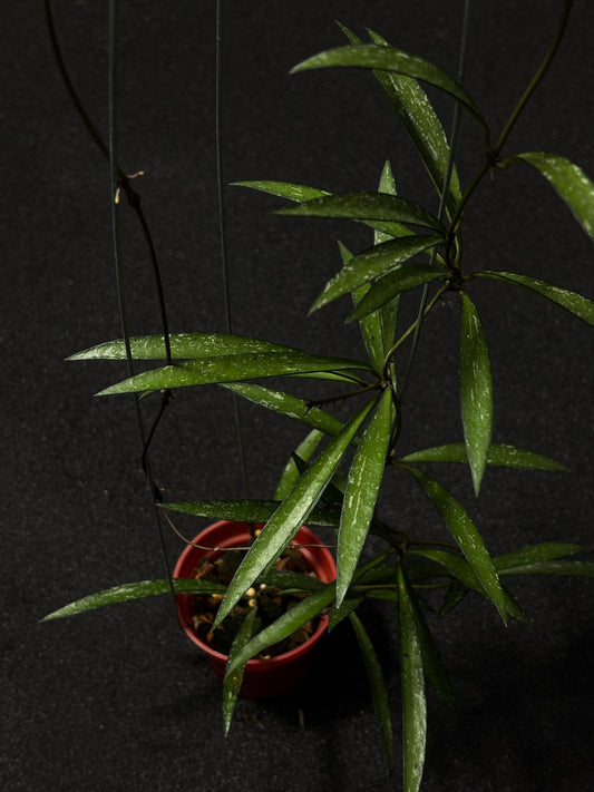 Hoya New Sp Sumatera