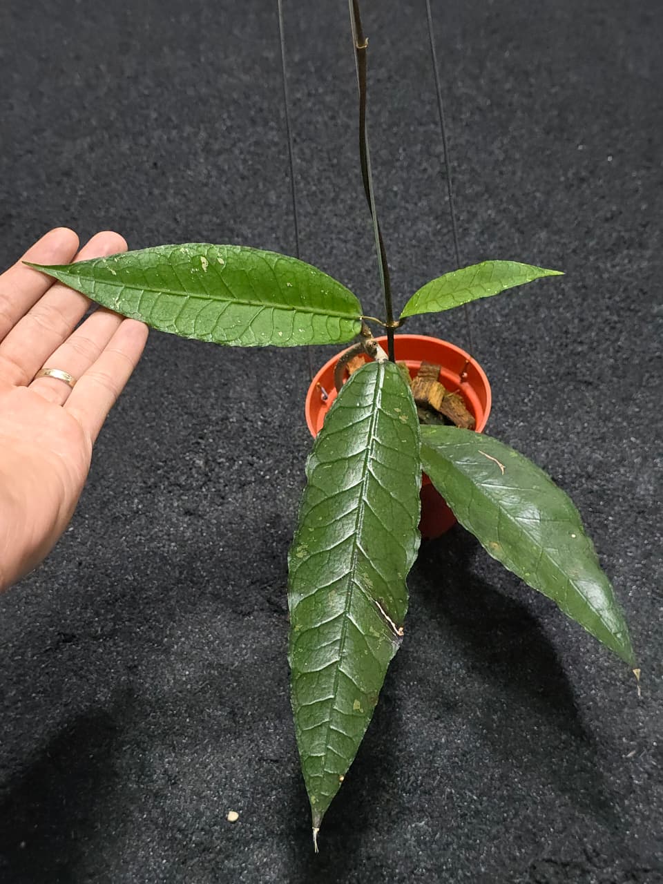 Hoya Sp Aceh Night Claw