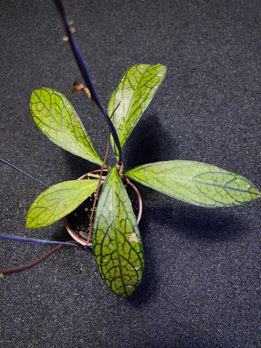 Hoya Sp Tanggamus