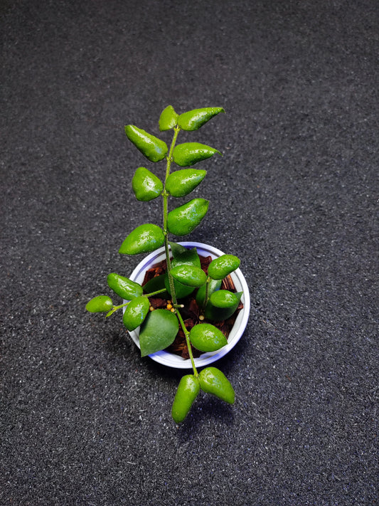 Hoya Aeschynantoides