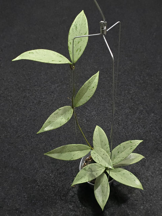 Hoya Publicalyx Pink Silver Ghost