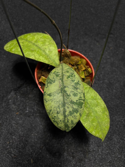 Hoya SLM 04 Full Silver