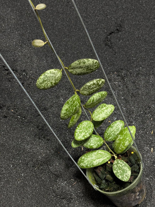 Hoya Sigilatis Borneo Round Leaf