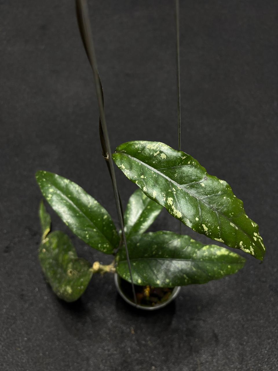 Hoya Sp Aceh Baryonix