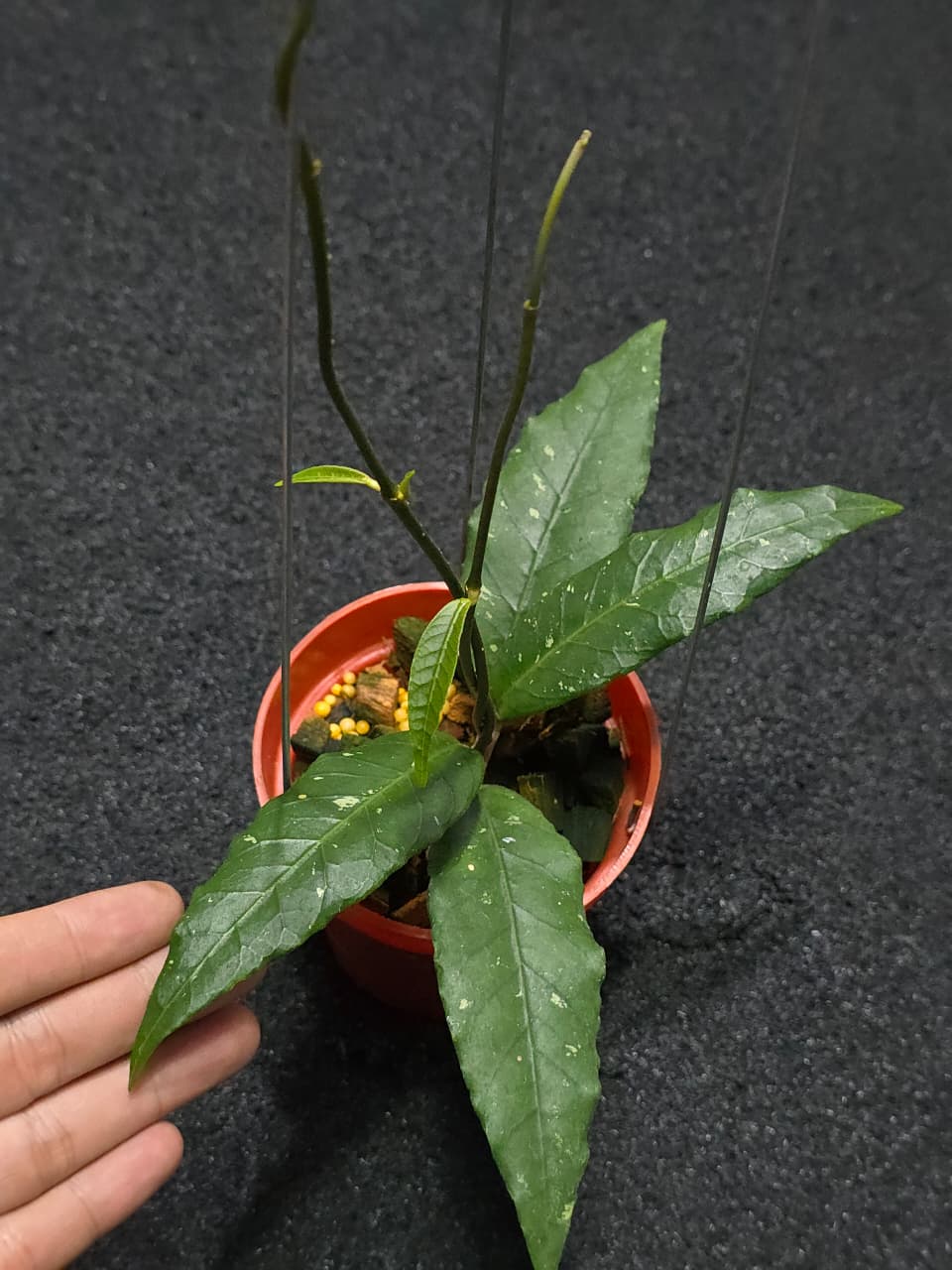 Hoya Sp Aceh Fossils