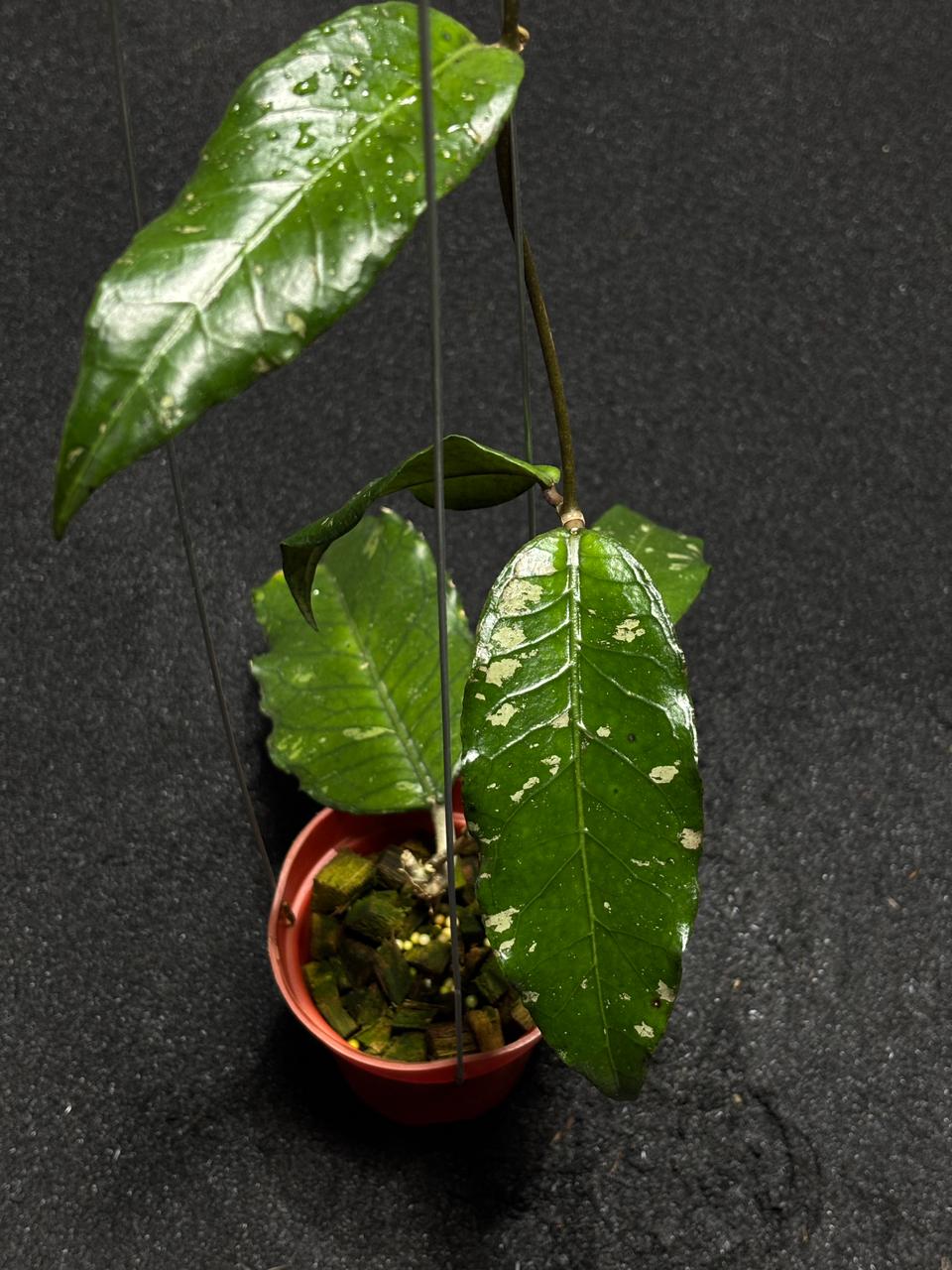 Hoya Sp Aceh Green Centipede