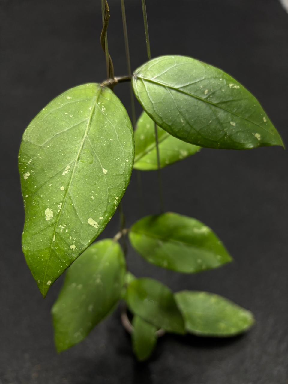 Hoya Sp Aceh Mt Leuser