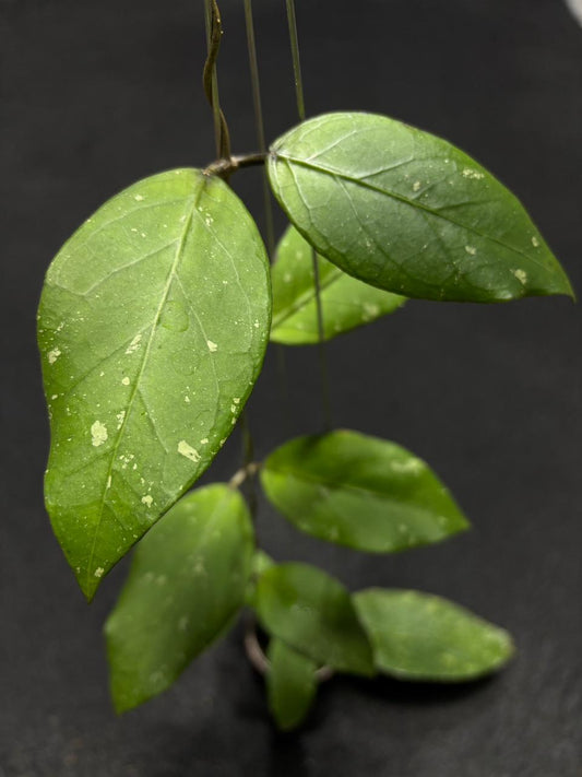 Hoya Sp Aceh Mt Leuser