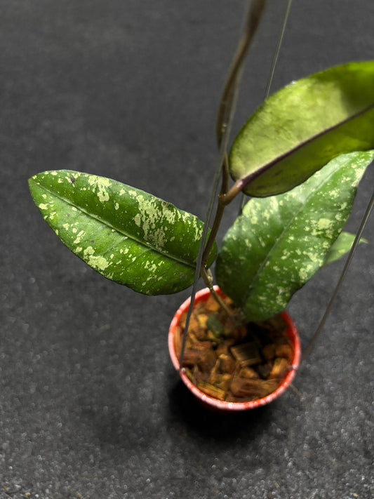 Hoya Sp Aceh Putri Betung