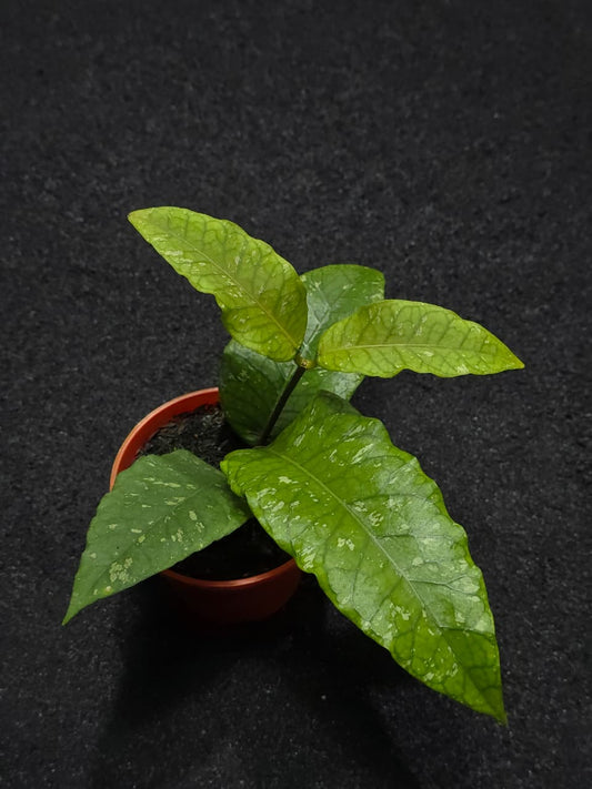 Hoya Sp Aceh Triangle
