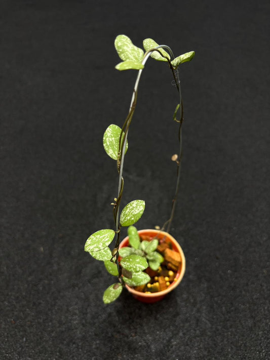 Hoya Sp Mini Coin Kalimantan Splash