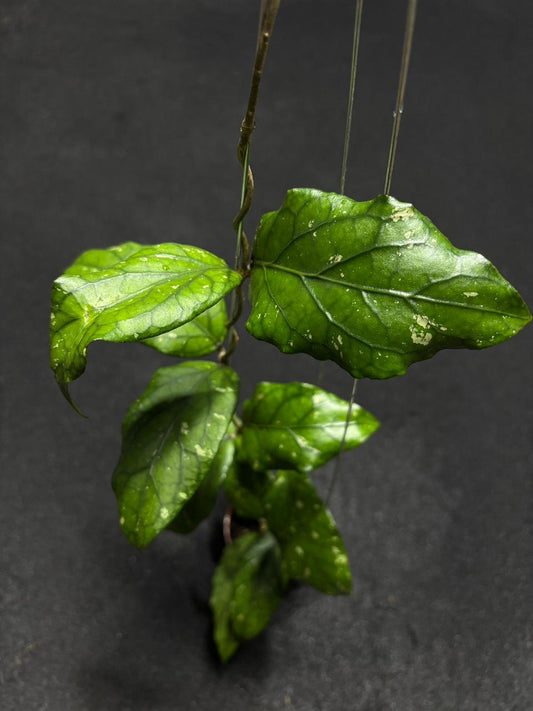 Hoya Sp Takengon Rimba