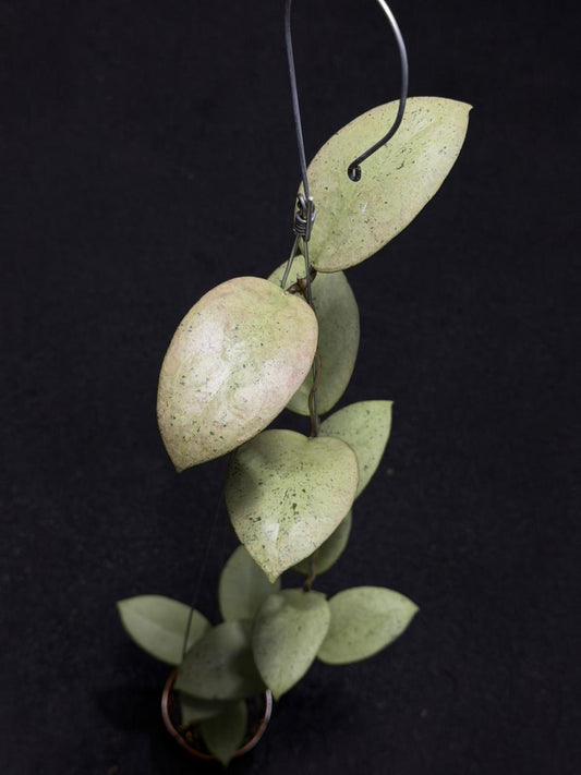 Hoya Sp Trenggalek Silver (XL)