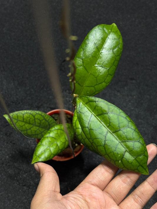 Hoya Sp Tanggamus x Callistophylla