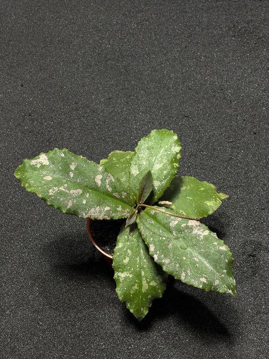 Hoya Undulata Dikaya Priroda