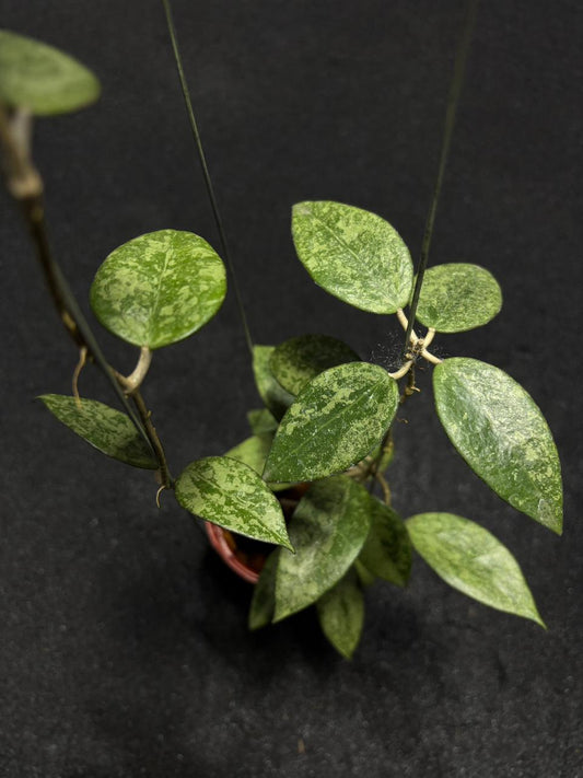 Hoya Verticilata MA 20