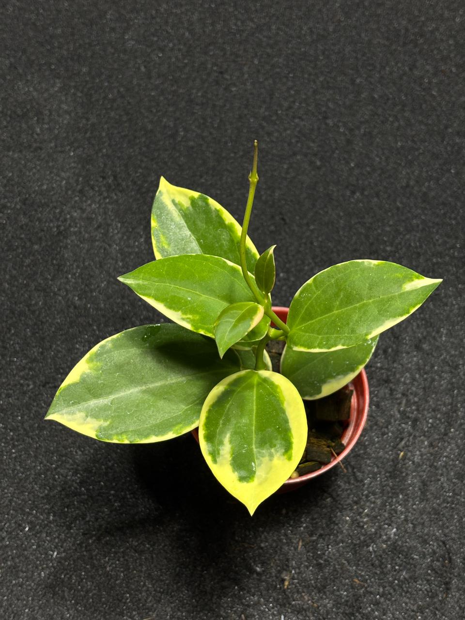 Hoya Verticilata Quang Ngai