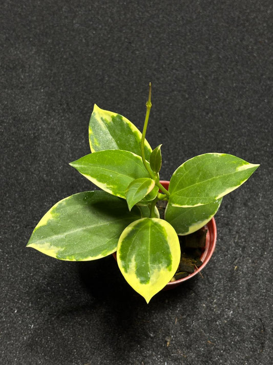 Hoya Verticilata Quang Ngai