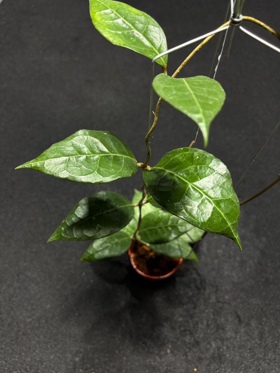 Hoya Verticilata Sp Tanggamus