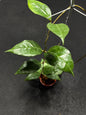 Hoya Verticilata Sp Tanggamus