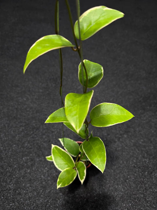 Hoya Verticilata Panglay Albo