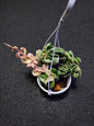 Hoya Compacta Regalis