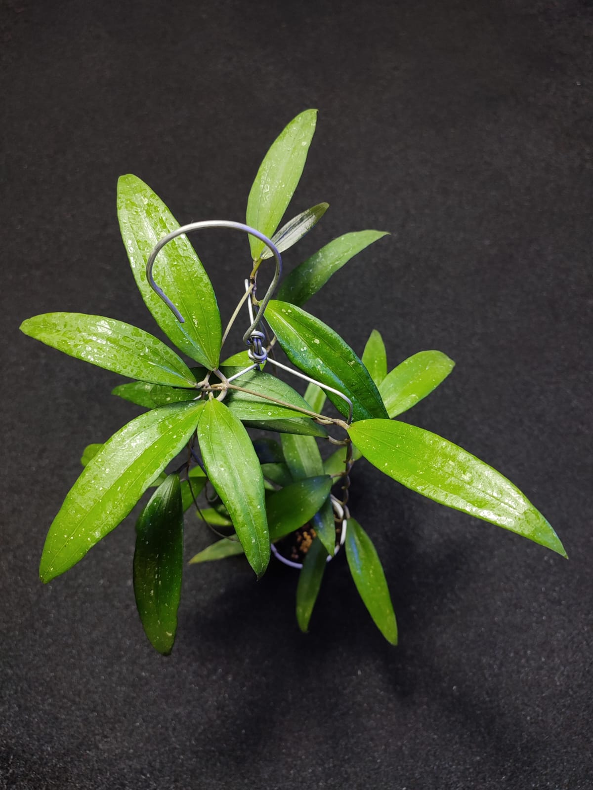 Hoya Sp Bengkulu (Rindu Rafflesia) – THE BEE HOYA