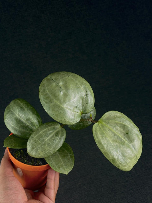 Hoya Latifolia Sarawak Silver