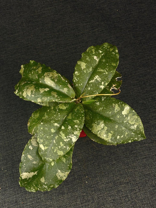 Hoya Undulata Jungle Round Leaf Splash