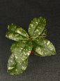 Hoya Undulata Jungle Round Leaf Splash